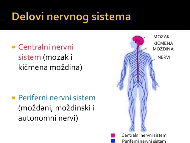 nervnisistem